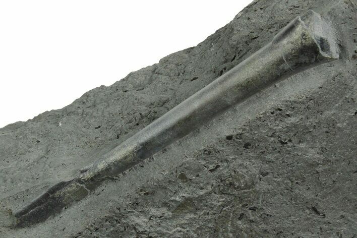 Fossil Belemnite (Youngibelus) Rostrum - Germany #354198
